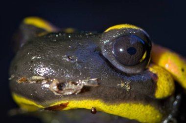 Amfibi Salamandra semenderi namı diğer itfaiye semenderi gece yarısı göz teması..