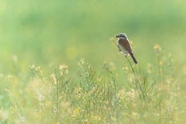 Lanius Collurio namı diğer Kızıl Sırtlı Shrike dişisi tarlaya tünedi. Çek Cumhuriyeti doğası. Rüya gibi bir ruh hali.