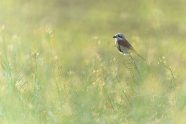 Lanius Collurio namı diğer Kızıl Sırtlı Shrike dişisi tarlaya tünedi. Çek Cumhuriyeti doğası. Rüya gibi bir ruh hali.