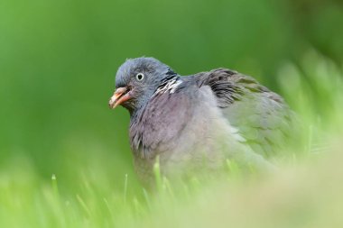 Columba palumbus namı diğer 