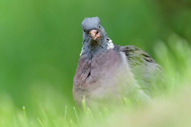 Columba palumbus namı diğer 