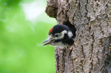 Dendrocopos Major namı diğer Büyük Benekli Ağaçkakan bebeği daha fazla yiyecek getirmek için yuvadan annesini arıyor. Çek Cumhuriyeti 'nin doğasında bahar mevsimi.