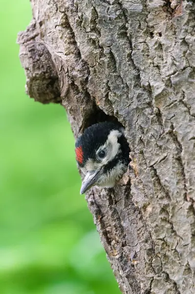 Dendrocopos Major namı diğer Büyük Benekli Ağaçkakan bebeği daha fazla yiyecek getirmek için yuvadan annesini arıyor. Çek Cumhuriyeti 'nin doğasında bahar mevsimi.