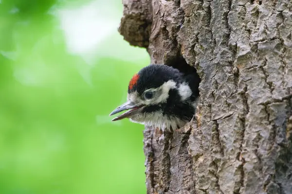 Dendrocopos Major namı diğer Büyük Benekli Ağaçkakan bebeği daha fazla yiyecek getirmek için yuvadan annesini arıyor. Çek Cumhuriyeti 'nin doğasında bahar mevsimi.