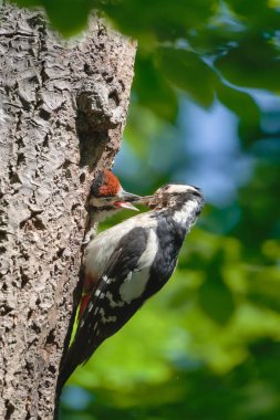 Dendrocopos Major nam-ı diğer büyük benekli ağaçkakan dişi yuvada bebeğini besliyor..