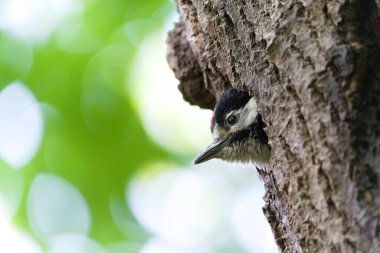 Dendrocopos Major namı diğer Büyük Benekli Ağaçkakan bebeği daha fazla yiyecek getirmek için yuvadan annesini arıyor. Çek Cumhuriyeti 'nin doğasında bahar mevsimi.