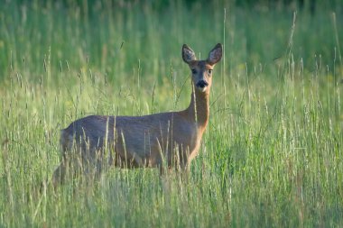Capreolus capreolus Avrupa yumurtası bir tarlada geyik dişi. Güneşli bir bahar akşamı.