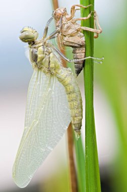 Bir yusufçuk perilik evresinden çıkar. Çek Cumhuriyeti 'nin doğasında bahar mevsimi. Başkalaşım süreci.