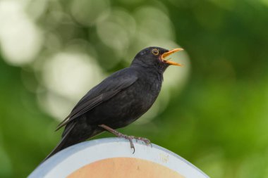 Avrasya karatavuğu namı diğer Karatavuk ya da Turdus merula 'nın yakın plan portresi. Açık gagayla şarkı söylemek. 