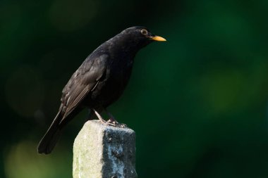 Avrasya karatavuğu namı diğer Karatavuk ya da Turdus merula.