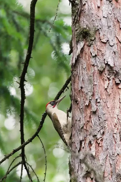 Kuş Picus Viridis nam-ı diğer Avrupalı yeşil ağaçkakan ağaca tırmanıyor..