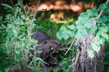 Castor fiber, nam-ı diğer Avrasya kunduzu doğal ortamında kunduz barajı inşa ediyor. Çek Cumhuriyeti 'nin doğası.
