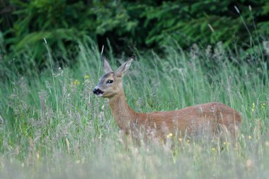 Capreolus capreolus Avrupa yumurtası bir tarlada geyik dişi. Güneşli bir bahar akşamı. Komik görünüş.