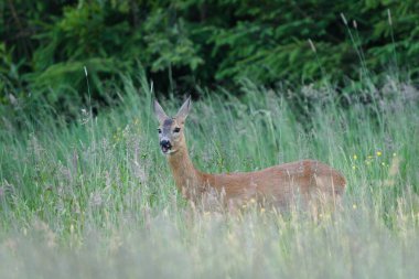 Capreolus capreolus Avrupa yumurtası geyiği bir tarlada ot yiyor. Güneşli bir bahar akşamı.