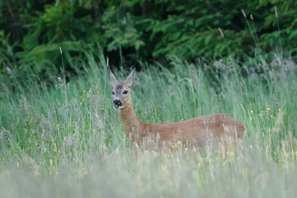 Capreolus capreolus Avrupa yumurtası geyiği bir tarlada ot yiyor. Güneşli bir bahar akşamı.