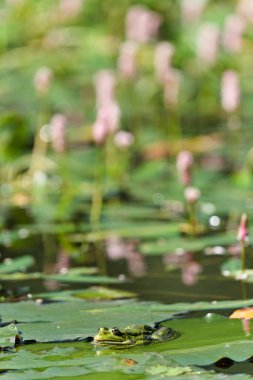 Pelophylax ridibundus nam-ı diğer Avrupa bataklık kurbağası nilüfer yaprağının üzerinde dinleniyor..