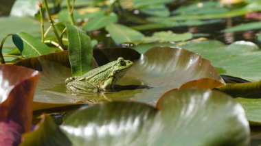 Pelophylax ridibundus nam-ı diğer Avrupa bataklık kurbağası nilüfer yaprağının üzerinde dinleniyor..