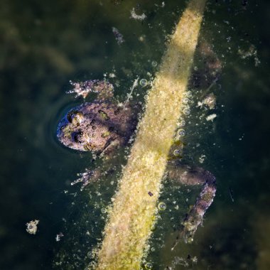 Bombina Variegata nam-ı diğer sarı karınlı kurbağa bebek gölette dinleniyor. Çek Cumhuriyeti 'nde amfibi türleri tehdit altında.