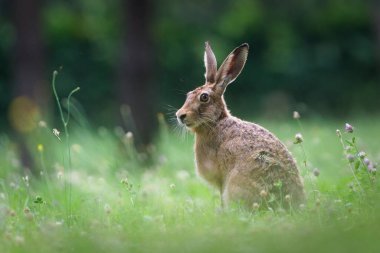 Vahşi Kahverengi Tavşan Meadow 'da oturuyor. Lepus europaeus.