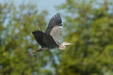 Ardea cinerea namı diğer gri balıkçıl, bulanık yeşil arka planda izole edilmiş. Kocaman kanatlar açılır. Kanatlardaki tüylerin güzel ayrıntıları. Yaralı gagalı balıkçıl..