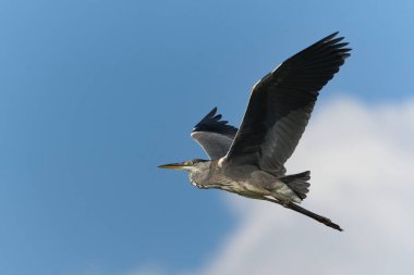 Ardea cinerea, nam-ı diğer gri balıkçıl. Kocaman kanatlar açılır. Kanatlardaki tüylerin güzel ayrıntıları. Yaralı gagalı balıkçıl..
