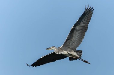 Ardea cinerea, nam-ı diğer gri balıkçıl. Kocaman kanatlar açılır. Kanatlardaki tüylerin güzel ayrıntıları. Yaralı gagalı balıkçıl..