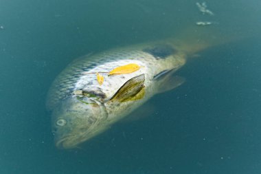 Göletteki ölü balık. Kirlenmiş ya da zehirlenmiş su konsepti. Çevresel afet kavramı.