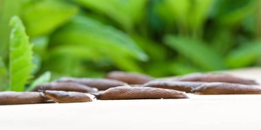 Arion Vulgaris, nam-ı diğer İspanyol sümüklüböceği. Çek Cumhuriyeti 'nin en işgalci haşarat hayvanı..