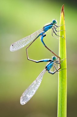 Coenagrion puella namı diğer gök sineği çiftleşmesi. Kalp şeklinde. Çek Cumhuriyeti doğasının doğası.
