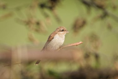 Genç Kızıl Sırtlı Shrike namı diğer Lanius Collurio yumuşak tüylü bir dala tünemişti. Çek Cumhuriyeti 'nde yaygın bir kuş.
