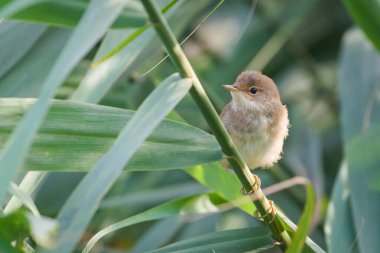 Avrasyalı Reed Warbler (Acrocephalus scirpaceus) sazlıkta yaşayan yavru kuş.