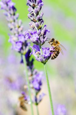 Batı Bal Arısı (Apis mellifera) lavanta çiçeğinin üzerinde. Çek Cumhuriyeti 'nin Doğası.