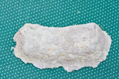 Çek Cumhuriyeti 'nde (Sceliphron eğriliği) pupae istilası olan çamur dauber eşekarısı yuvası).