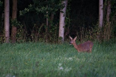 Avrupa Roe Geyiği (Capreolus capreolus) bir orman yolunda duran dişi. Çek Cumhuriyeti 'nin Vahşi Hayatı.