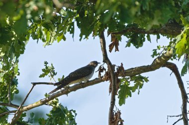 Cuckoo (Cuculus canorus) meşe dalına tünemiştir. Çek Cumhuriyeti 'nde yaygın bir kuş türü.