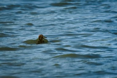 Tufted Duck (Aythya fuligula) ördek yavrusu gölde yüzüyor. Çek Cumhuriyeti 'nden yavru kuş..