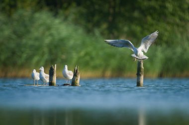 Siyah başlı martı (Chroicocephalus ridibundus) grubu göldeki tahta direklerde dinleniyor. Komik bir hayvan fotoğrafı. Çek Cumhuriyeti 'nin doğası.