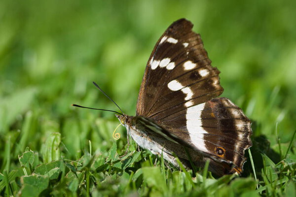 Purple Emperor (Apatura iris)  rare butterfly in the Czech Republic, perched in the grass.