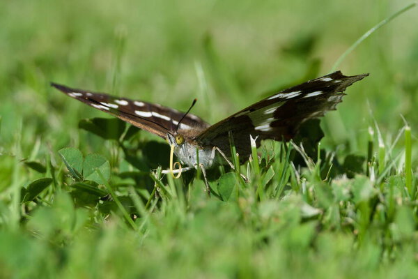 Purple Emperor (Apatura iris)  rare butterfly in the Czech Republic, perched in the grass.