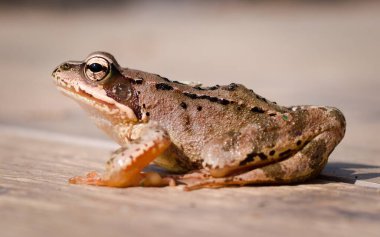 Genel Kurbağa (Rana temporaria) Çek Cumhuriyeti 'nde yaygın bir tür olan ahşap yüzeyde dinlenmektedir..