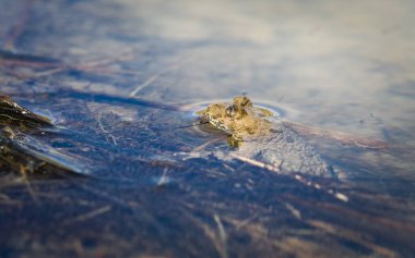 Sarı Göbekli Kurbağa (Bombina variegata) Çek doğasında nadir görülen küçük bir gölet içinde su yüzeyinde dinlenmektedir..