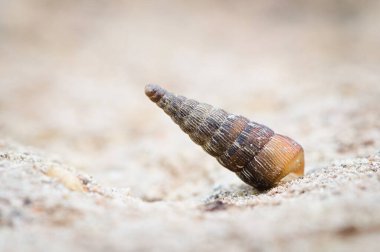 Salyangoz (Clausiliidae) Çekoslovakya doğasında nadir bulunan taş türlerine bağlı kabuk olarak geri çekilmiştir..