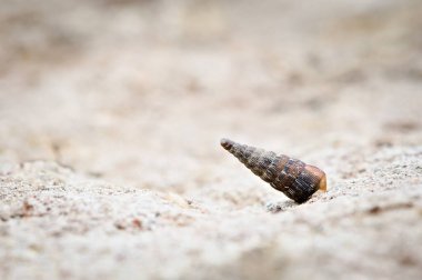 Salyangoz (Clausiliidae) Çekoslovakya doğasında nadir bulunan taş türlerine bağlı kabuk olarak geri çekilmiştir..