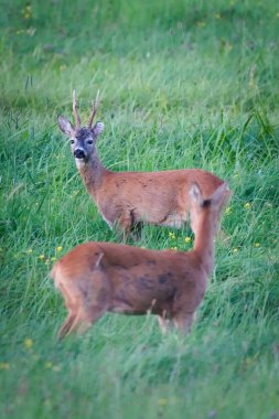 Roe Deer (Capreolus capreolus), Çek Cumhuriyeti 'nde yaygın olarak görülen yaz otlaklarında yaşayan bir çifttir..