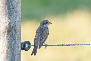 Çek Cumhuriyeti 'nde kabloya tünemiş kırmızı sırtlı Shrike (Lanius collurio) yaygın yavru kuş.