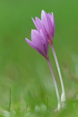 Sonbahar timsahları (Colchicum autumnale) ve yapraklarının üzerindeki sabah çiği yemyeşil çimlerde yetişir. Çek Cumhuriyeti 'nde yaygın kır çiçeği türü.
