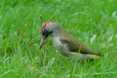 Avrupa Yeşil Ağaçkakanı (Picus viridis) Çek Cumhuriyeti 'nde yaygın bir tür olan çimenlerde yiyecek arayan kuş.