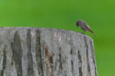 Siyah Kırmızıparmak (Phoenicurus ochruros) dişi siyah kızılağaç tahta bir fıçının üzerinde oturur ve içine bakar. Çek Cumhuriyeti 'nde yaygın bir kuş.