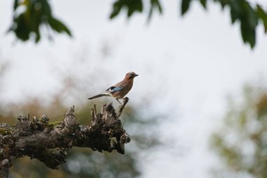 Avrasyalı Jay (Garrulus glandarius) Çek Cumhuriyeti 'nde yaygın bir tür olan ormandaki yosunlu bir dala tünemiştir..