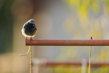Siyah kırmızıbaşlangıç (Phoenicurus ochruros) yumuşak akşam ışığında kırmızı metal bir çubuğa tünemiş, bulanık arka planlı şehir kuşu.